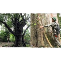Ghi lại những thông tin chính về một cây di sản mà em đã tìm hiểu