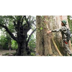 Ghi lại những thông tin chính về một cây di sản mà em đã tìm hiểu