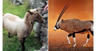 Hồ sơ trao đổi nguồn gen giống vật nuôi quý, hiếm gồm những gì?
