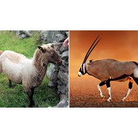 Hồ sơ trao đổi nguồn gen giống vật nuôi quý, hiếm gồm những gì?