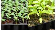 Xử lý thế nào khi lô giống cây trồng nhập khẩu không đạt chất lượng?