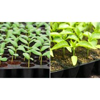 Xử lý thế nào khi lô giống cây trồng nhập khẩu không đạt chất lượng?