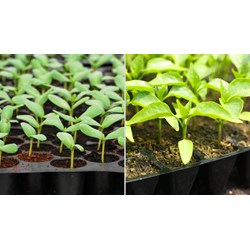 Xử lý thế nào khi lô giống cây trồng nhập khẩu không đạt chất lượng?