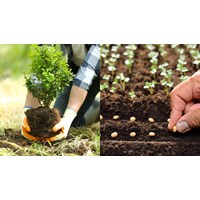 Hỗ trợ đầu tư cơ sở sản xuất giống cây trồng lâm nghiệp từ 15/7/2024