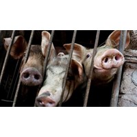 Yêu cầu thực hiện nghiêm biện pháp phòng, chống bệnh Dịch tả lợn Châu phi