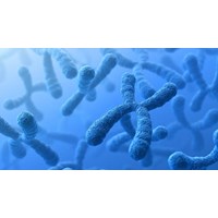 Phân biệt bộ nhiễm sắc thể lưỡng bội và bộ nhiễm sắc thể đơn bội?