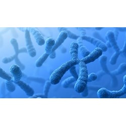 Phân biệt bộ nhiễm sắc thể lưỡng bội và bộ nhiễm sắc thể đơn bội?