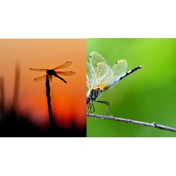 Giải thích câu tục ngữ: "Chuồn chuồn bay thấp thì mưa, Bay cao thì nắng bay vừa thì râm"