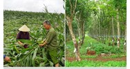 Mức bồi thường thiệt hại cho cây trồng khi thu hồi đất nông nghiệp?