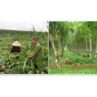 Mức bồi thường thiệt hại cho cây trồng khi thu hồi đất nông nghiệp?