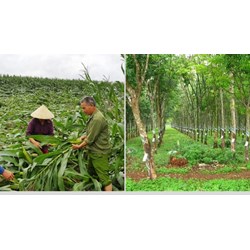 Mức bồi thường thiệt hại cho cây trồng khi thu hồi đất nông nghiệp?
