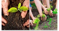 Các biện pháp chăm sóc cây trồng? - Công nghệ lớp 7