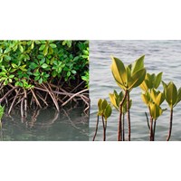 Soạn bài trồng rừng ngập mặn - Tiếng Việt lớp 5, tập 1 trang 128