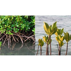 Soạn bài trồng rừng ngập mặn - Tiếng Việt lớp 5, tập 1 trang 128
