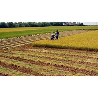 Thời hạn sử dụng đất nông nghiệp theo Luật đất đai năm 2024?