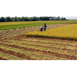 Thời hạn sử dụng đất nông nghiệp theo Luật đất đai năm 2024?