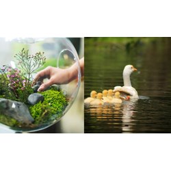 Hệ sinh thái có vai trò như thế nào đối với con người?