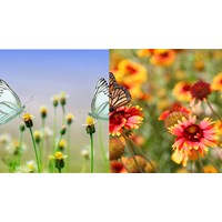 Thuyết minh về tác phẩm Mùa xuân chín Ngữ văn lớp 11