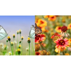 Thuyết minh về tác phẩm Mùa xuân chín Ngữ văn lớp 11