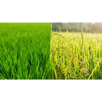 Phân tích bài thơ Cây lúa của tác giả Huy Cận
