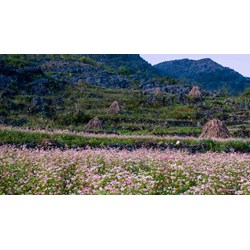 Thuyết minh về cao nguyên đá Đồng Văn