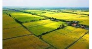Điều kiện chuyển mục đích sử dụng đất trồng lúa theo Luật đất đai 2024