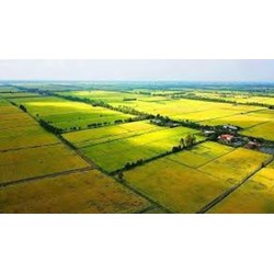Điều kiện chuyển mục đích sử dụng đất trồng lúa theo Luật đất đai 2024