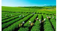 Cấp sổ đỏ đất đang sử dụng có nguồn gốc nông lâm trường?