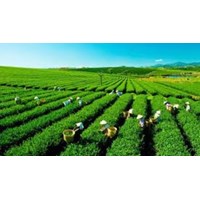 Cấp sổ đỏ đất đang sử dụng có nguồn gốc nông lâm trường?