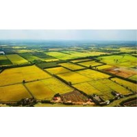 Các trường hợp sử dụng đất nông nghiệp không được cấp Giấy chứng nhận quyền sử dụng đất?