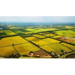 Các trường hợp sử dụng đất nông nghiệp không được cấp Giấy chứng nhận quyền sử dụng đất?