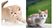 Văn tả con mèo hoặc tả bức tranh con mèo lớp 2 ngắn gọn