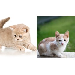 Văn tả con mèo hoặc tả bức tranh con mèo lớp 2 ngắn gọn