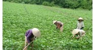 Rủi ro khi mua đất trồng cây hàng năm người dân cần biết?