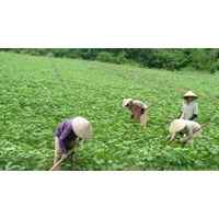 Rủi ro khi mua đất trồng cây hàng năm người dân cần biết?