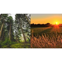 Phân biệt đất trồng cây hàng năm và đất trồng cây lâu năm