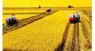 Cách tính thuế sử dụng đất nông nghiệp năm 2024