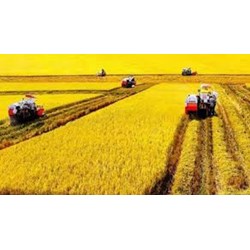 Cách tính thuế sử dụng đất nông nghiệp năm 2024