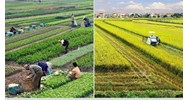Trình tự xử lý vi phạm hành chính trong lĩnh vực đất đai