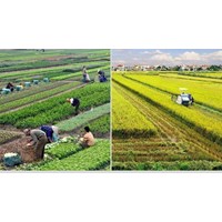 Trình tự xử lý vi phạm hành chính trong lĩnh vực đất đai