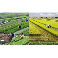 Trình tự xử lý vi phạm hành chính trong lĩnh vực đất đai