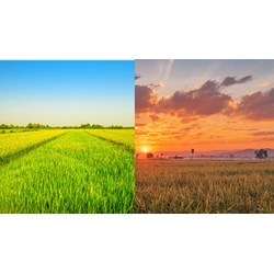 Điểm mới về điều kiện chuyển đổi quyền sử dụng đất nông nghiệp