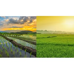Quy định phương thức tập trung đất nông nghiệp theo Điều 192 Luật Đất đai 2024