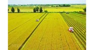 Tập trung đất nông nghiệp là gì? Tập trung đất nông nghiệp thông qua phương thức nào theo Luật Đất đai 2024