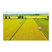 Tập trung đất nông nghiệp là gì? Tập trung đất nông nghiệp thông qua phương thức nào theo Luật Đất đai 2024