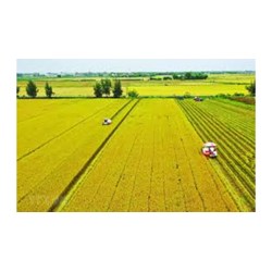Tập trung đất nông nghiệp là gì? Tập trung đất nông nghiệp thông qua phương thức nào theo Luật Đất đai 2024