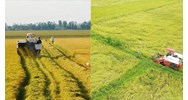 Đất trồng lúa có phải là đất nông nghiệp không?