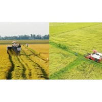 Đất trồng lúa có phải là đất nông nghiệp không?