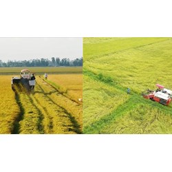 Đất trồng lúa có phải là đất nông nghiệp không?