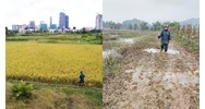 Đất trồng lúa có chuyển đổi lên thổ cư, đất ở được không?